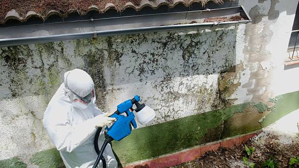 Trusted Black Mold Removal service in Spring Grove, VA - Cheap Mold Removal